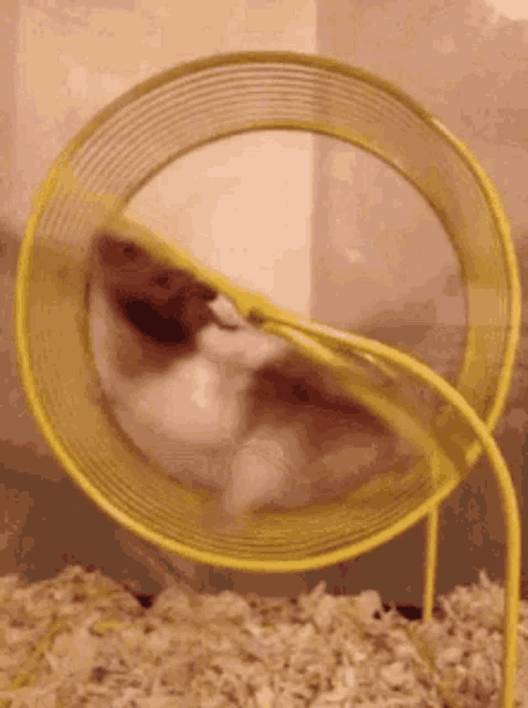 a hamster is running on a yellow hamster wheel .