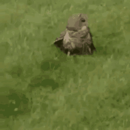 an owl is flying through the air in a field .