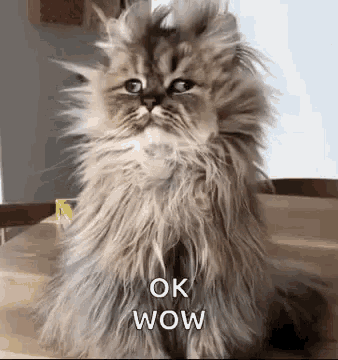 a fluffy cat is sitting on a wooden table and saying ok wow .