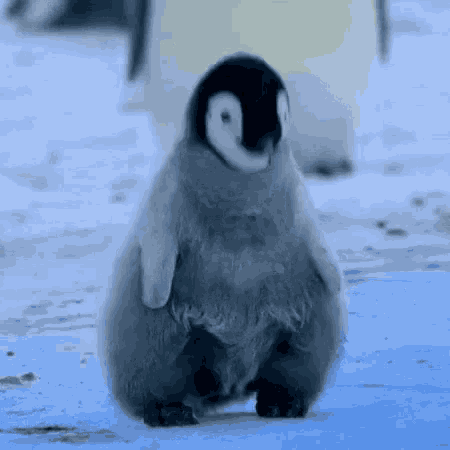 a baby penguin is standing in the snow with its legs crossed .
