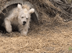 a polar bear cub is laying in a pile of hay