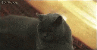 Boo Cat Black Cat GIF - Boo Cat Black Cat Angry Cat GIFs