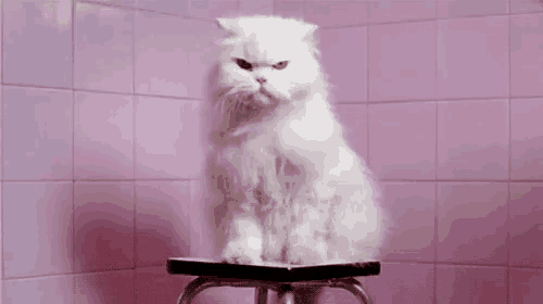 a white cat is sitting on top of a stool in front of a pink wall .