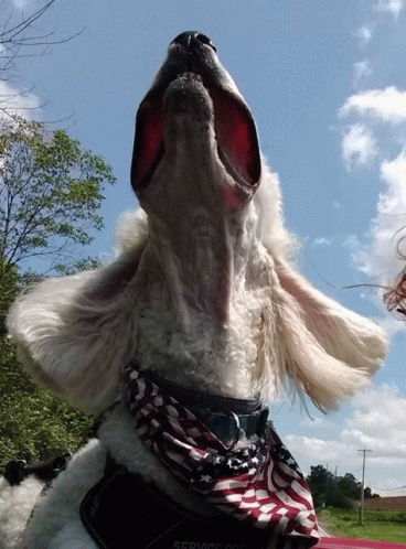 Enjoy The Breeze Dog Days Of Summer GIF - Enjoy The Breeze Dog Days Of Summer Have As Much Fun As You Can GIFs