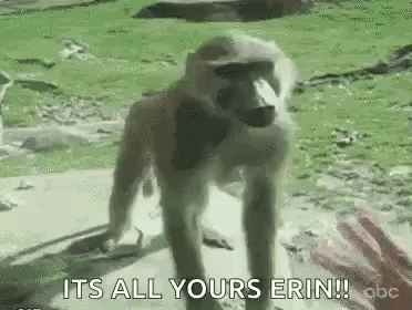 Baboon Monkey Slap GIF - Baboon Monkey Slap Butt GIFs