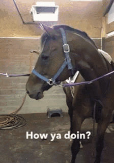 Equine Horse GIF - Equine Horse Howyadoin GIFs