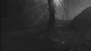 a black and white photo of a dark forest with trees and a fallen tree .