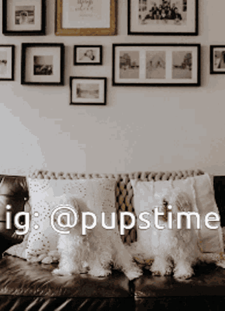 two small white dogs are sitting on a couch in front of a wall with pictures on it