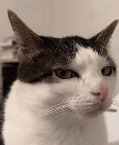 a close up of a cat 's face with a serious look on his face