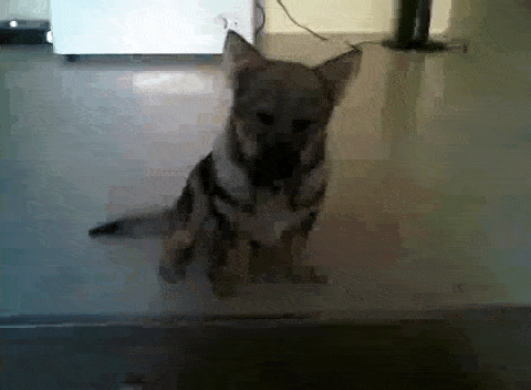 Riley As A Puppy Being All Cute Swedish Vallhund GIF - Riley As A Puppy Being All Cute Swedish Vallhund First Day Home GIFs