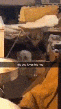 a picture of a dog that says my dog loves hip hop