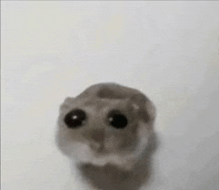 a close up of a hamster looking at the camera on a white surface .