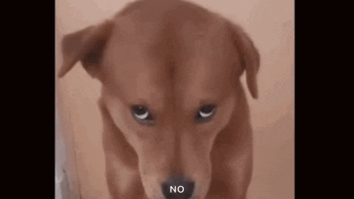 a brown dog is looking at the camera with a sad look on its face and the words `` no '' written next to it .