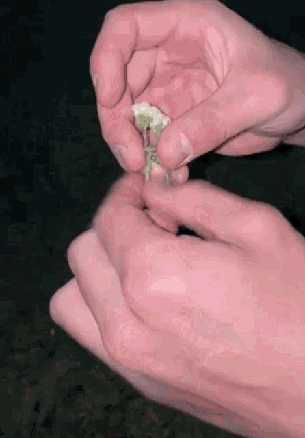a close up of a person 's hands holding a piece of food