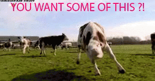 Cow Trashtalk GIF - Cow Trashtalk Sass GIFs