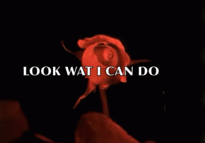 Wtvr GIF - Look What I Can Do Flower Rose GIFs