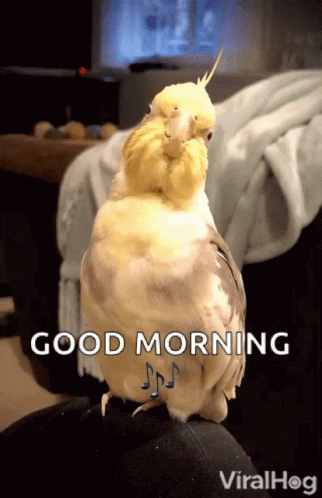Singing Parrot GIF - Singing Parrot Viralhog GIFs