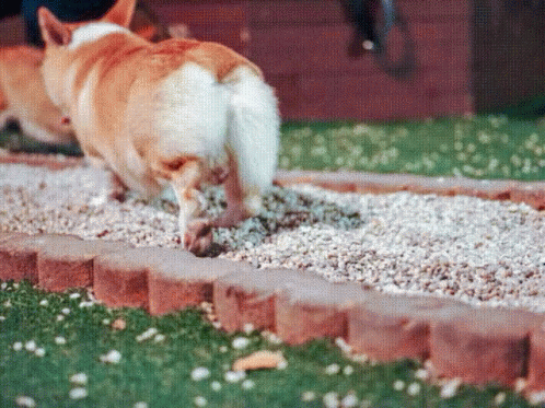 Corgi Explode GIF - Corgi Explode Dog GIFs