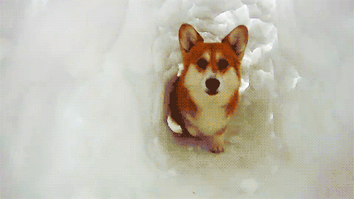 Puppy Journey Through Ice GIF - Dog Walking Ice GIFs