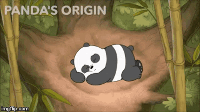 a cartoon of a panda bear laying in a nest with the words " panda 's origin " above it
