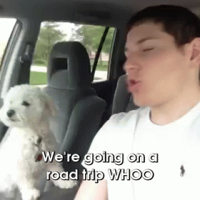 Quincy Is Excited For A Road Trup GIF - Dog Mimic Human GIFs