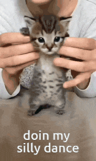 a person is holding a kitten in their hands with the words doin my silly dance below it
