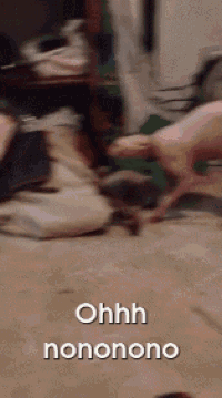 Talking Hairless Cat Reacts.. GIF - Cats Halloween GIFs