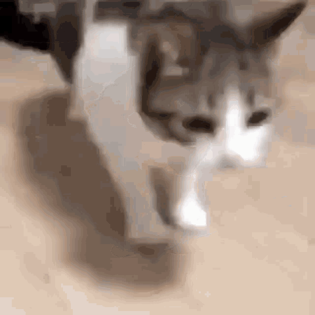 Cat Die GIF - Cat Die Shutdown GIFs