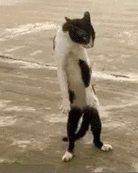 Funny Fight GIF - Funny Fight Funny Animals GIFs