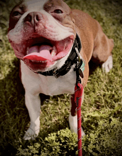 a brown and white dog wearing a black collar and a red leash is smiling