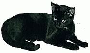 Cat Black GIF - Cat Black GIFs