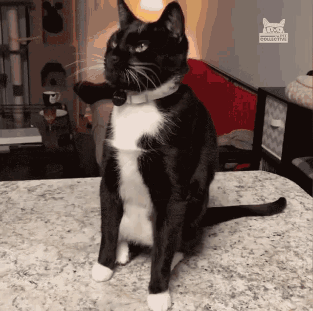 Cheese Silly Cat GIF - Cheese Silly Cat Hilarious Cat GIFs