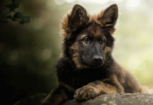 King Shepherd Doggo GIF