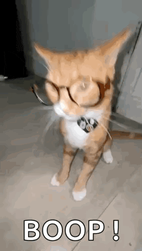 a cat wearing glasses and a collar is standing on its hind legs .
