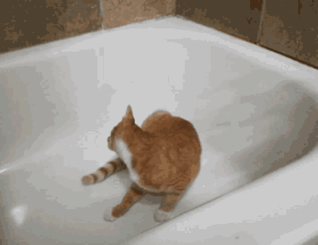 Orange Cat Silly Cat GIF - Orange Cat Silly Cat Crazy Cat GIFs