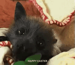 a bat is laying on a blanket and eating a green leaf .