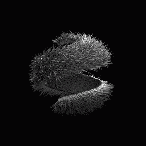 a black and white photo of a furry object that looks like a swirl