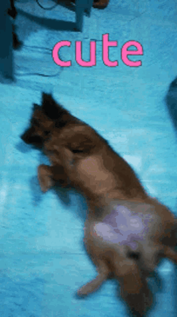 a dog is laying on its back on a blue surface with the word cute written in pink