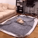Cat Spin GIF - Cat Spin Bed GIFs
