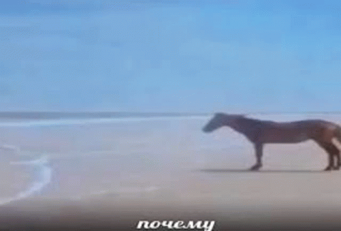 почемулошадь прикол GIF - почемулошадь лошадь почему GIFs