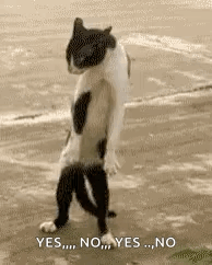 Dancing Cat GIF - Dancing Cat Work Or Not Work GIFs