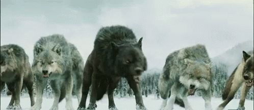 Wolf Twilight GIF - Wolf Twilight Werewolves GIFs