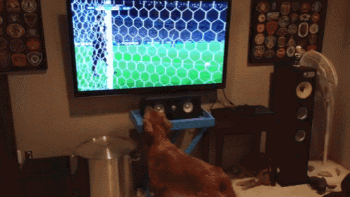 a dog watching a soccer game on a tv