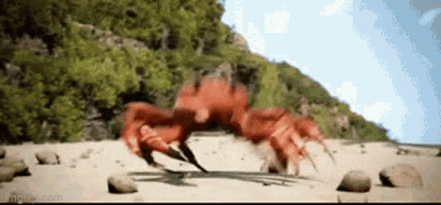 a crab is crawling on a sandy beach with rocks .