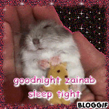 Zainab Goodnight GIF - Zainab Goodnight Hamster GIFs