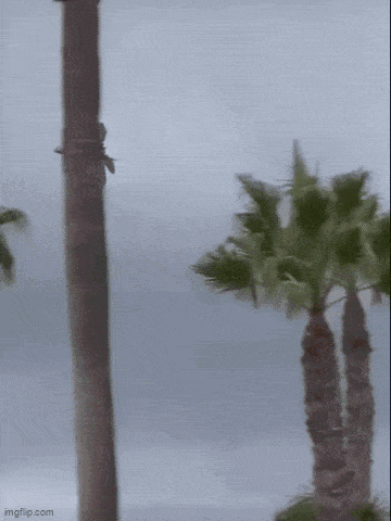 a palm tree is blowing in the wind in front of a cloudy sky