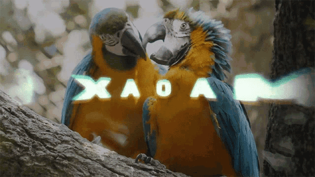 two parrots are sitting on a tree branch with the letters xao a visible behind them