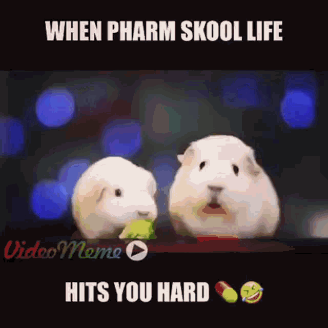 Hamster When Pharm Schoo Life GIF - Hamster When Pharm Schoo Life Hits You Hard GIFs