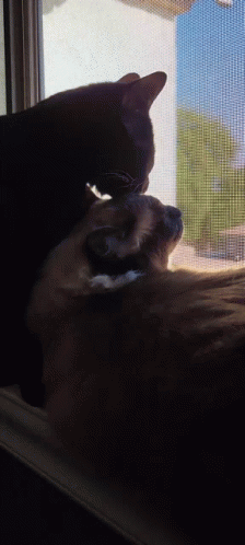 Cat Grooming GIF - Cat Grooming Lick GIFs