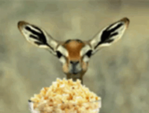Eating Animal GIF - Eating Animal Popcorn GIFs